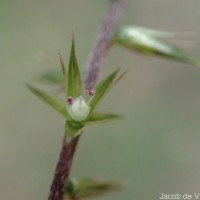 Achyranthes diandra Roxb.